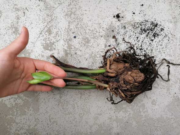 Große Zamie in der Hand